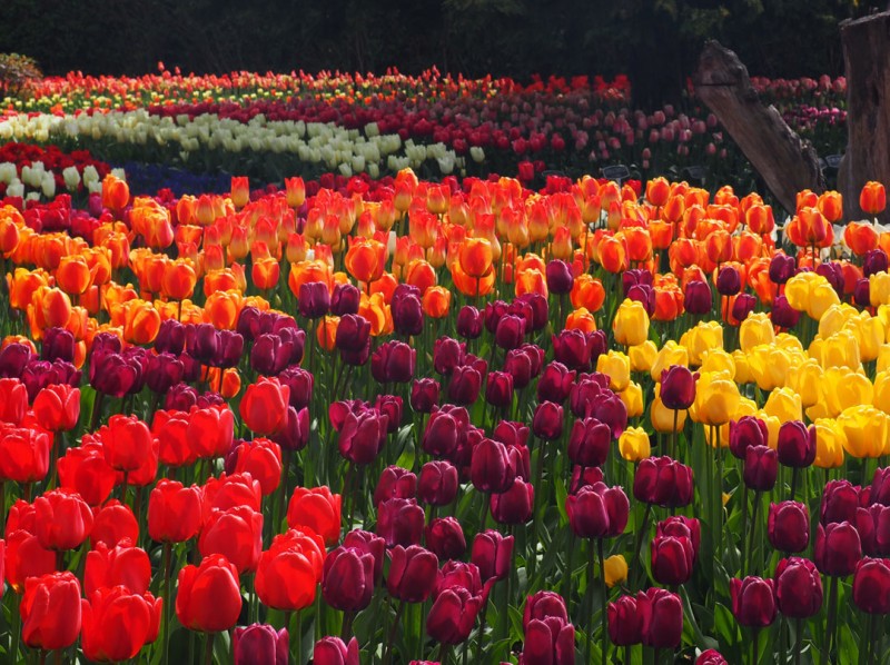 The Mount Vernon Tulip Festival • Mellzah