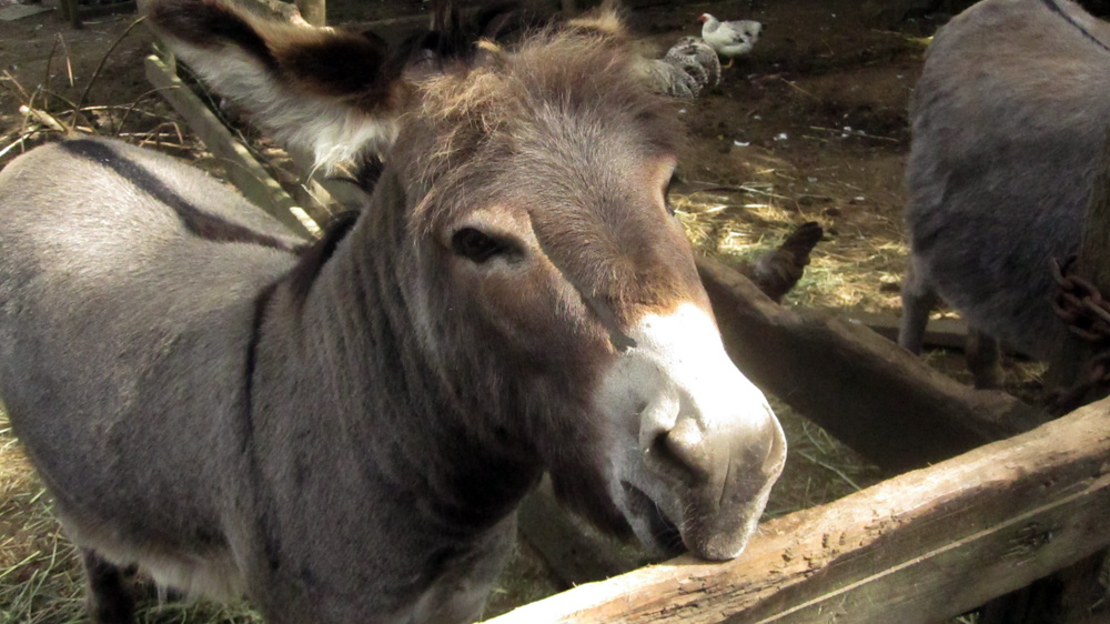 donkey-roo-zoo