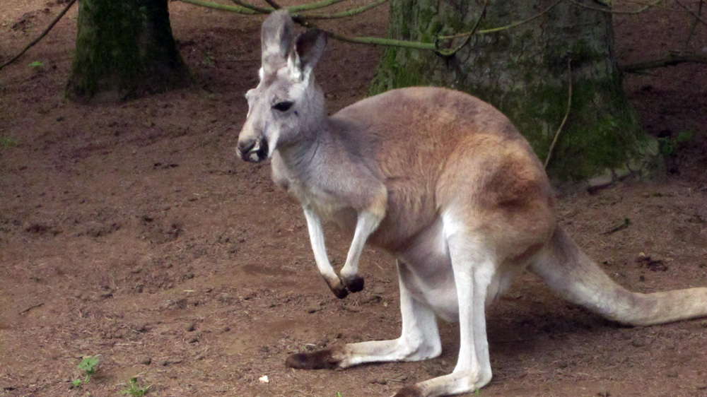 kangaroo-at-roo-zoo