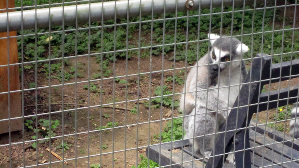 roo-zoo-lemur