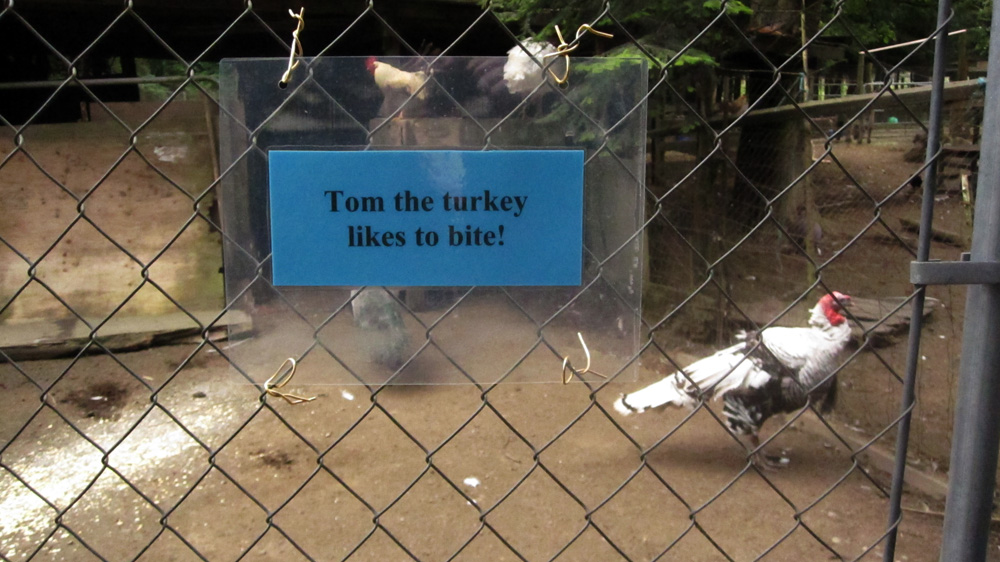 tom-turkey-likes-to-bite