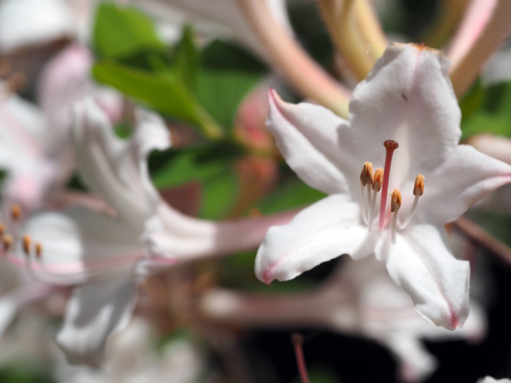 Rhododendron Species Botanical Garden in Federal Way, WA