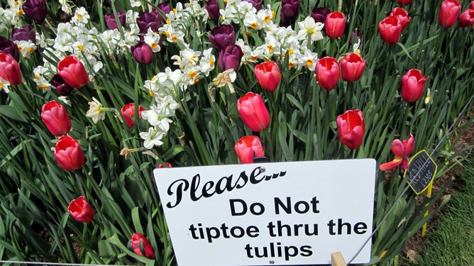 Tiptoe thru the tulips with meeeeeee….