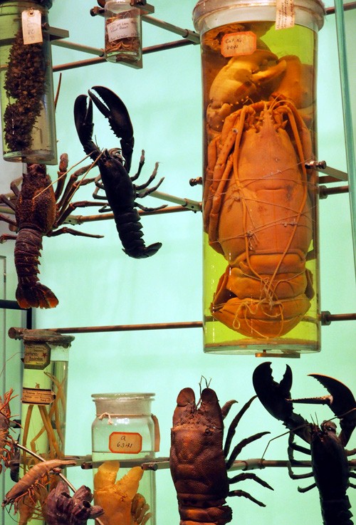 hall-of-biodiversity-crustaceans