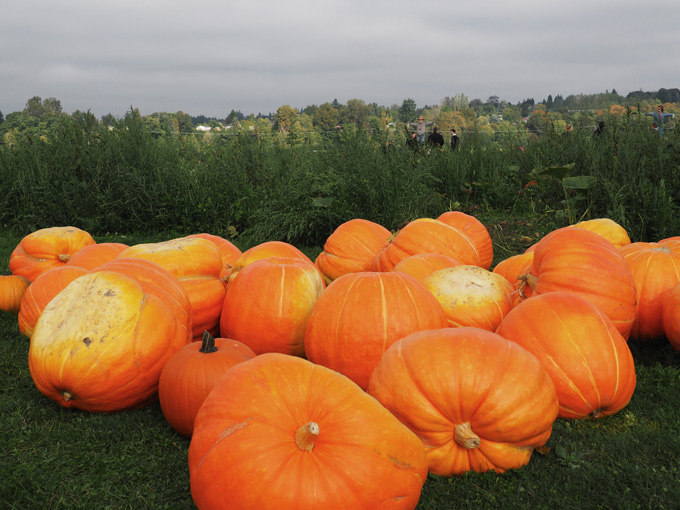 A Fall Adventure in Snohomish