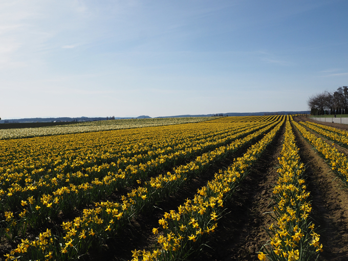 Hello, Yellow: The La Conner Daffodil Festival