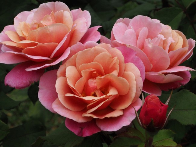 City of Roses: Portland's International Rose Test Garden • Mellzah