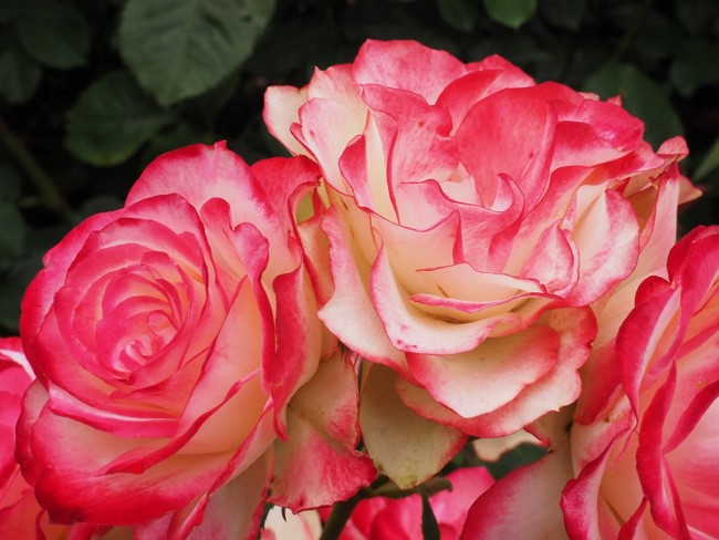 pink edged roses