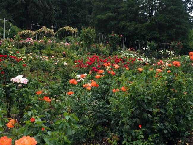 portland international rose test garden