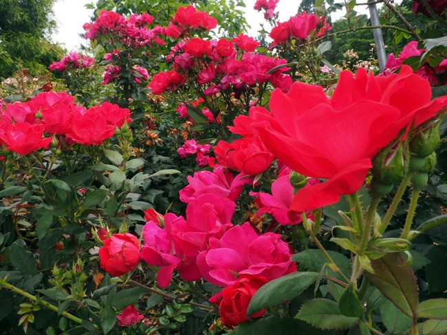 red and fuschia roses