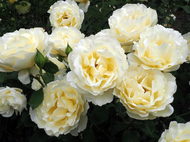 soft light yellow roses