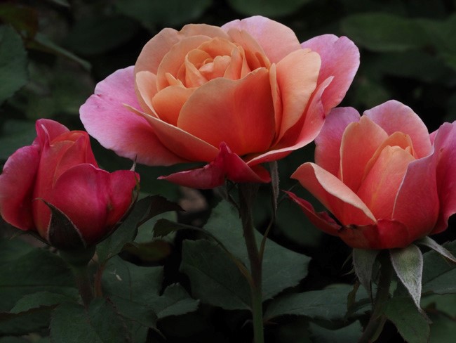sorbet roses