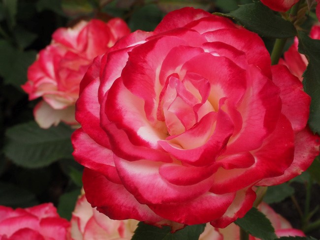 white pink red gradiant rose