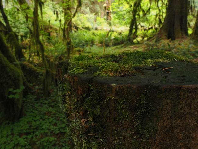 mossy stump