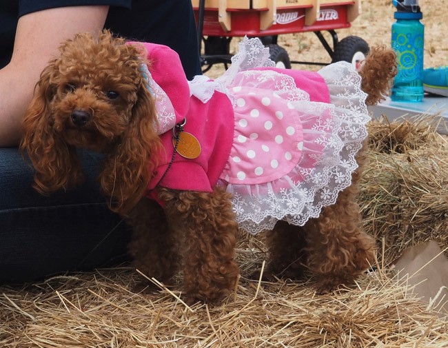 tiny dressed up dog