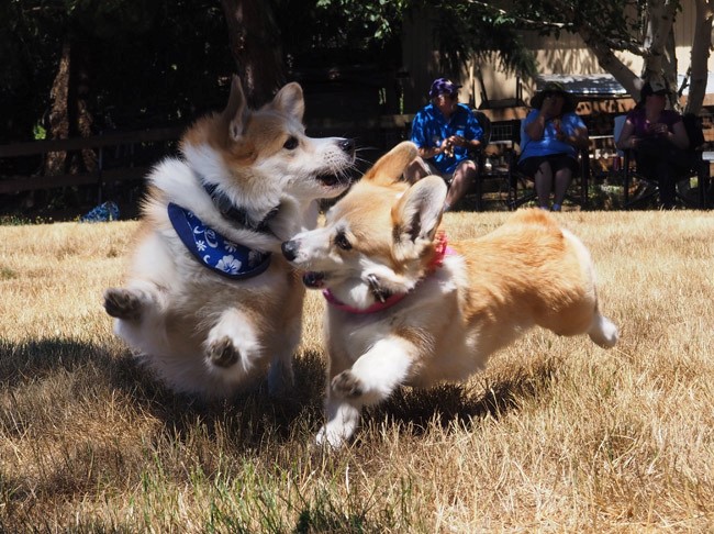 Talk About a Puff Piece: The Corgi Picnic • Mellzah