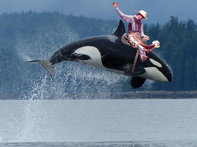 person riding a whale