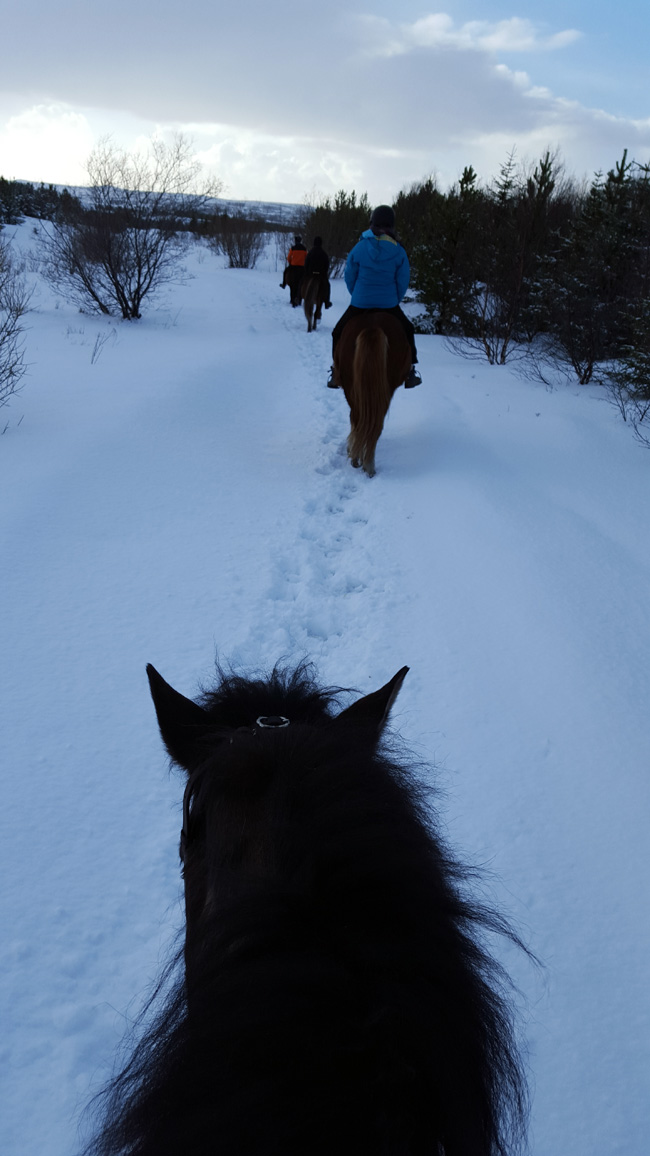 riding icelandic horses