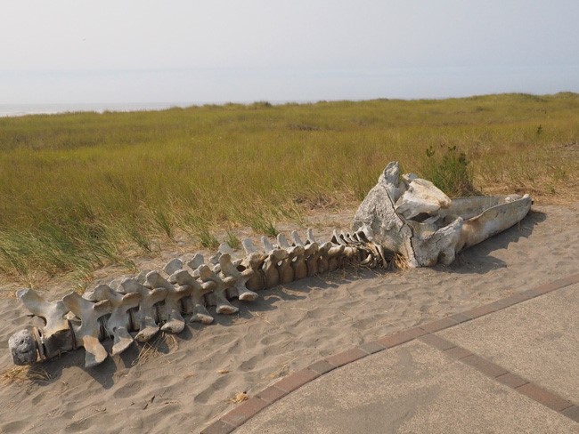 whale skeleton long beach