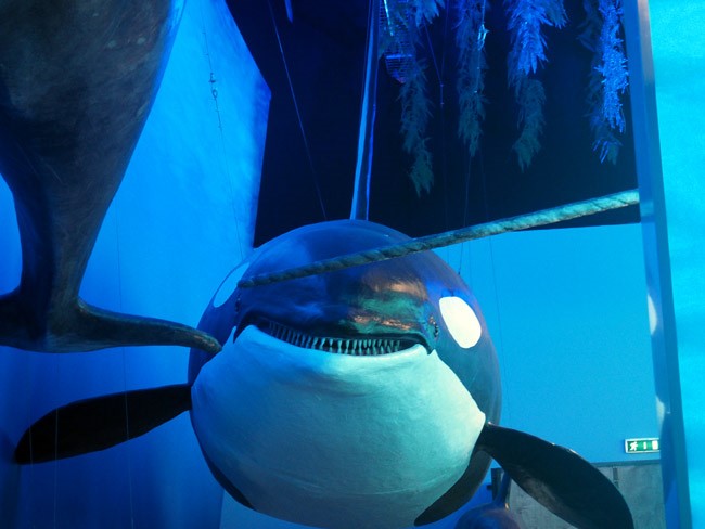 orca smile