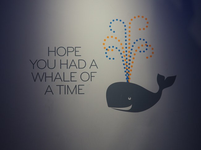 whale of a time