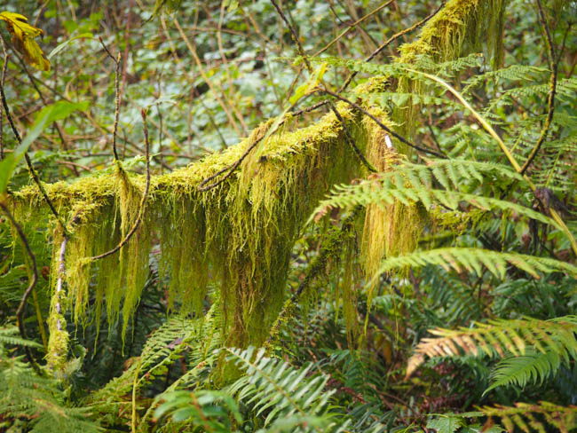 prehistoric-gardens-17-of-52