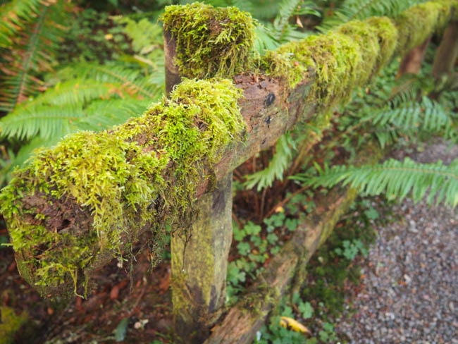 prehistoric-gardens-9-of-52