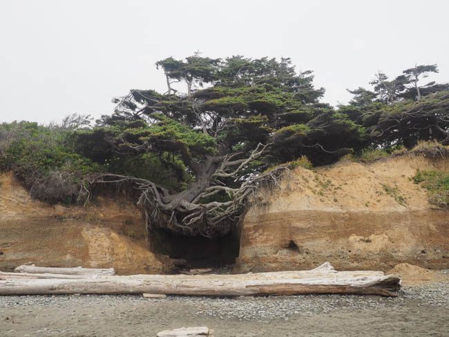 Tree Cave at Kalaloch Beach