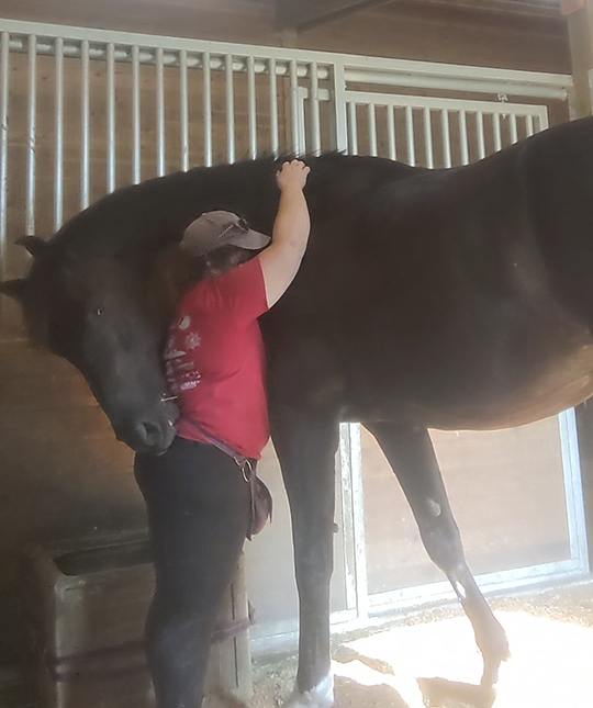 A tall black horse wrapping his head and neck around me, while I reach up to hug his neck.