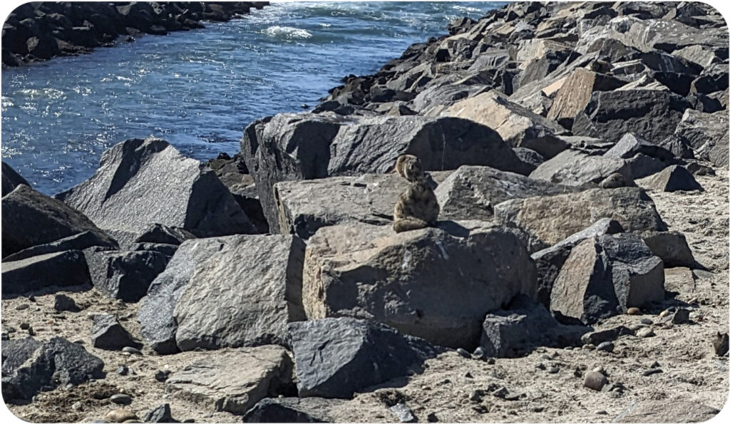 Angular slate grey rocks in front of a strip of ocean water. Sitting atop one of the rocks is the fattest squirrel I have ever seen, seated in a posture which suggests he has achieved enlightenment.
