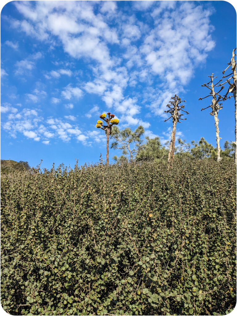 A solid patch of green foliage meets a similarly textured blue sky spattered with clouds. From the foliage springs several tall stalks. The stalk in the center of the photo is the only one with flower buds, ranging in color from yellow at the base to salmon at the tips.
